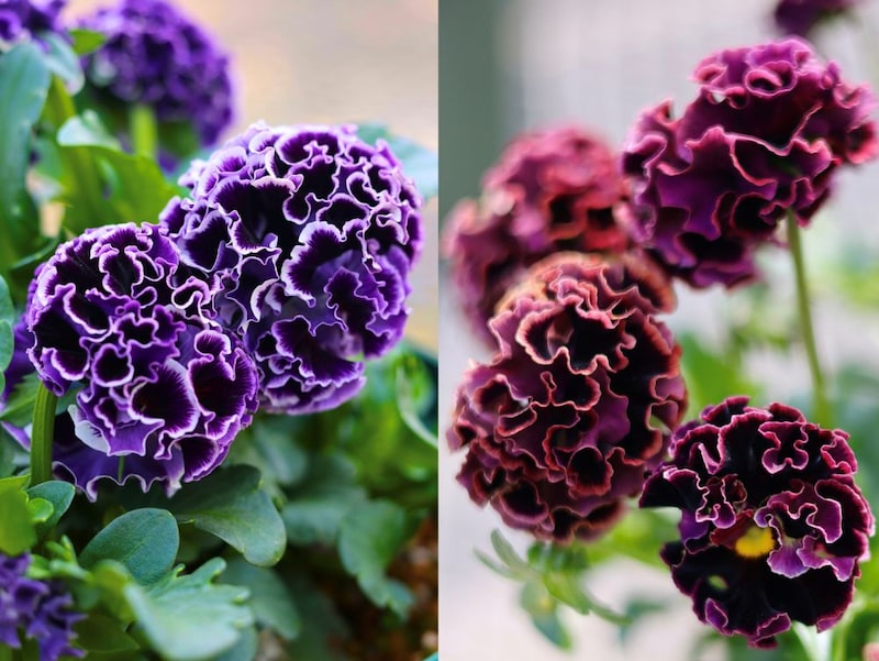 ‘ドラキュラ’と‘ユニヴェール’