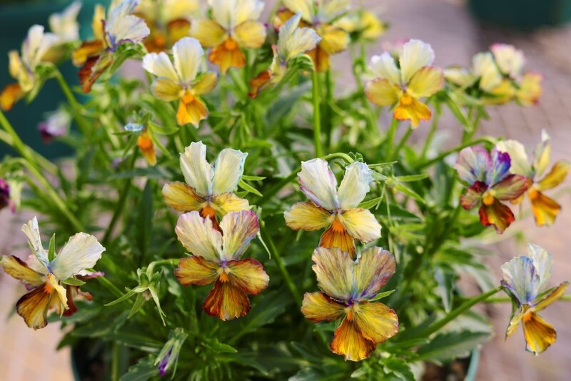 サトウ園芸のビオラ