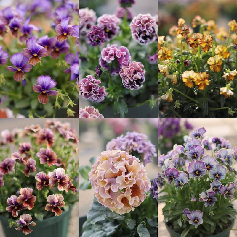 サトウ園芸のビオラ