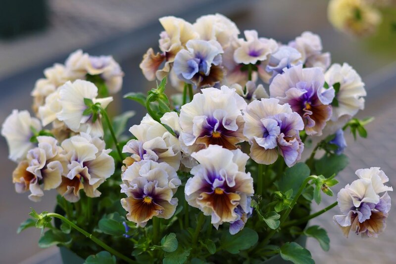 サトウ園芸のパンジー