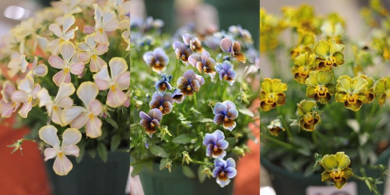 ビオラの新品種