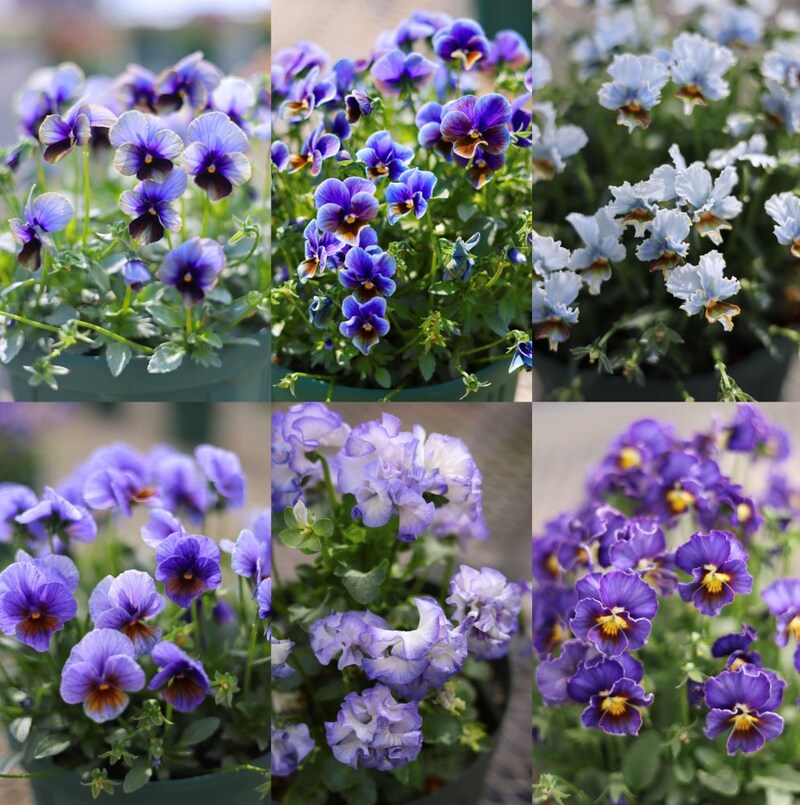 青系のパンジー・ビオラ