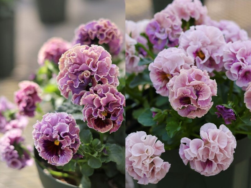 パンジー‘ローブ・ドゥ・アントワネット’シリーズ