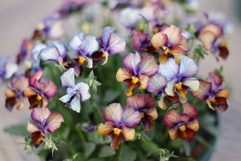 サトウ園芸のビオラ