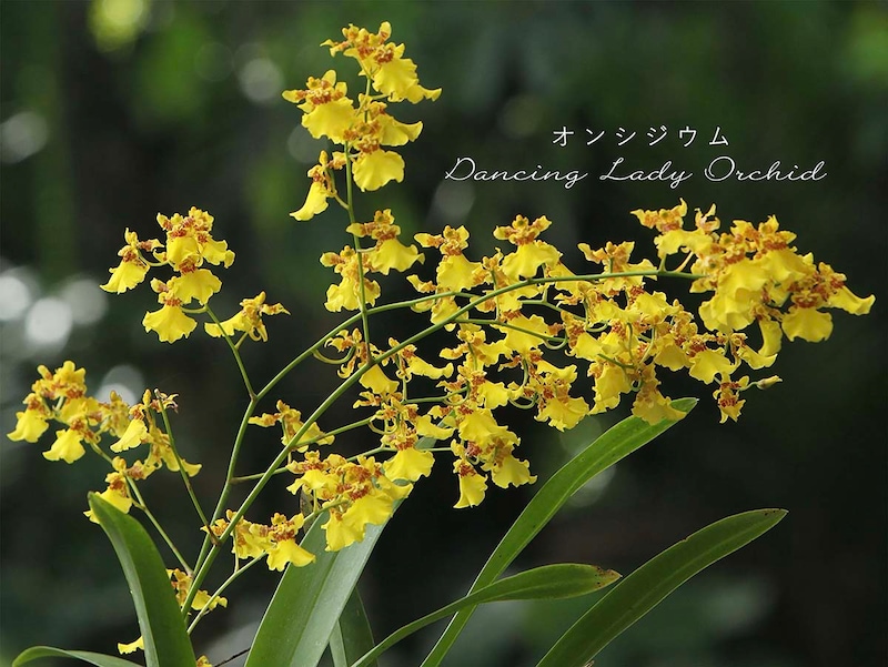 オンシジウム