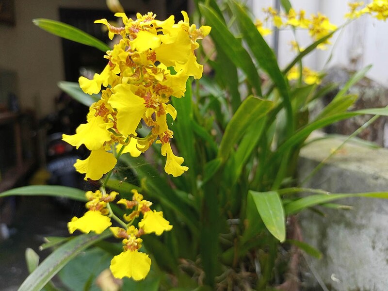 オンシジウム・フレクスオサム Oncidium flexuosum ( =Gomesa flexuosa )