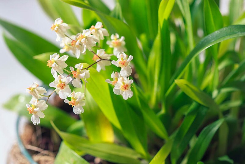オンシジウム・トゥインクル Oncidium Twinkle