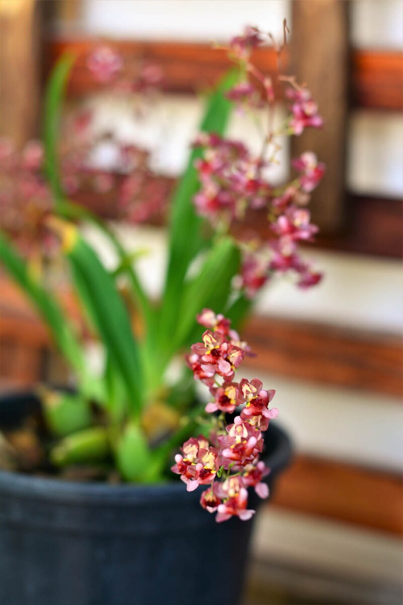 オンシジウム・オーニソリンカム Oncidium ornithorhynchum