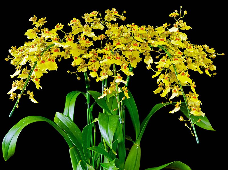 オンシジウム・アロハイワナガ Oncidium Aloha Iwanaga
