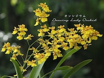 初心者でも失敗しない！ 丈夫で育てやすい洋ラン「オンシジウム」の栽培ポイントとQ&A