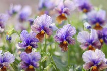 アメリカで30分完売。「KUSUMI Color」で世界を魅了する群馬のパンジー・ビオラ