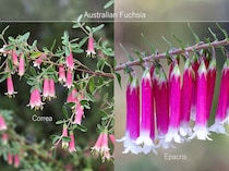 まだあまり知られていない有望株。日本の庭に合う小型オージープランツ「コレア」と「エパクリス」の魅力