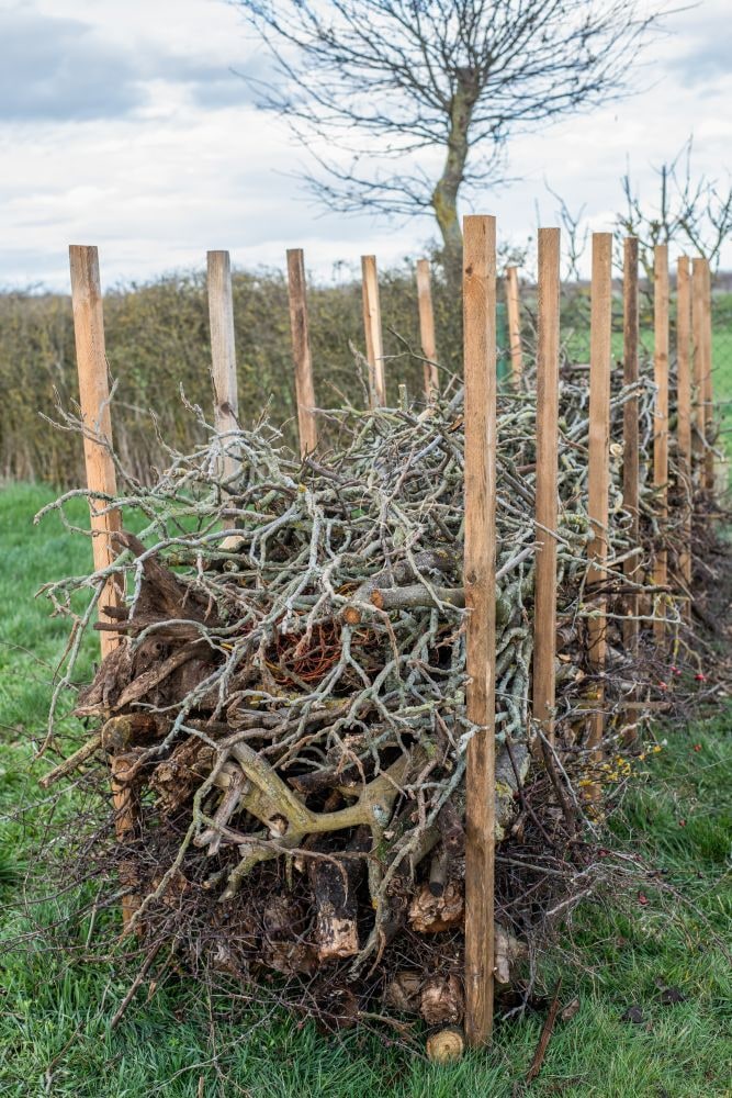 ベンジェス・ヘッジ