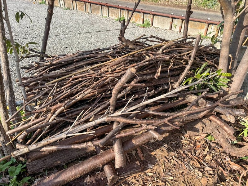 ベンジェス・ヘッジ