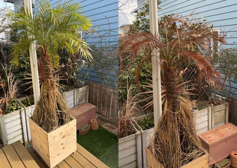 フェニックスの冬越し実験