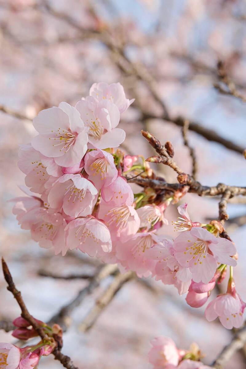 安行寒桜