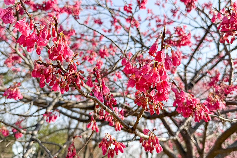 寒緋桜