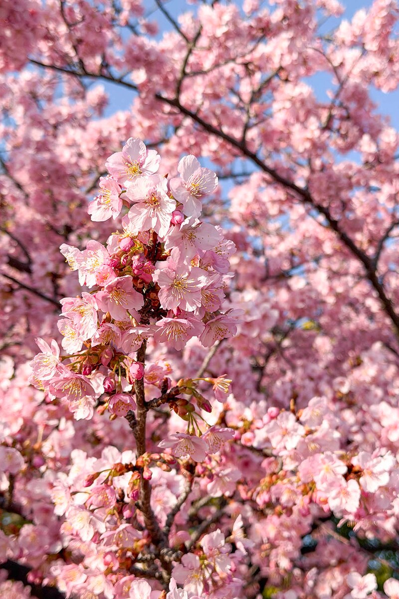 河津桜