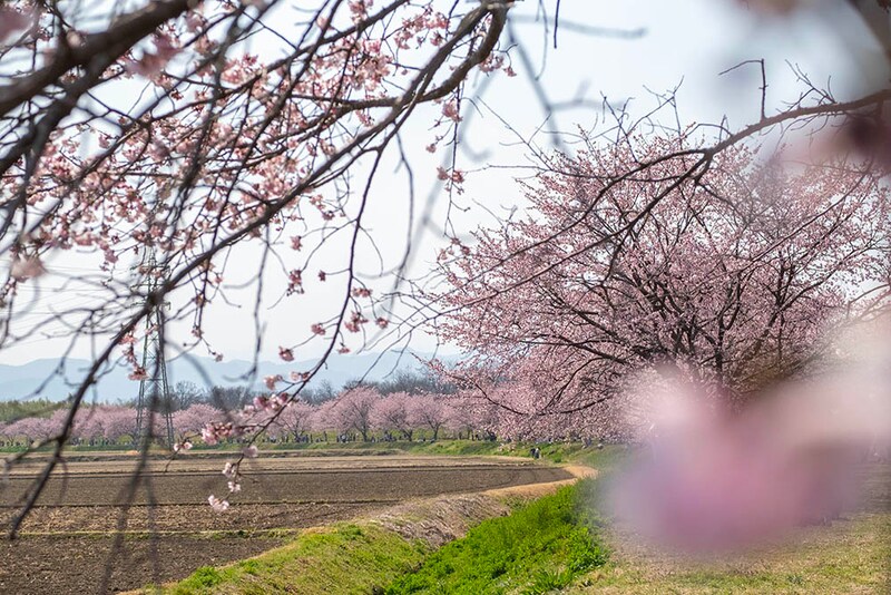 桜
