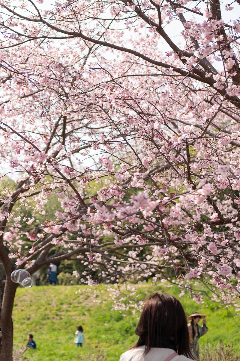 桜