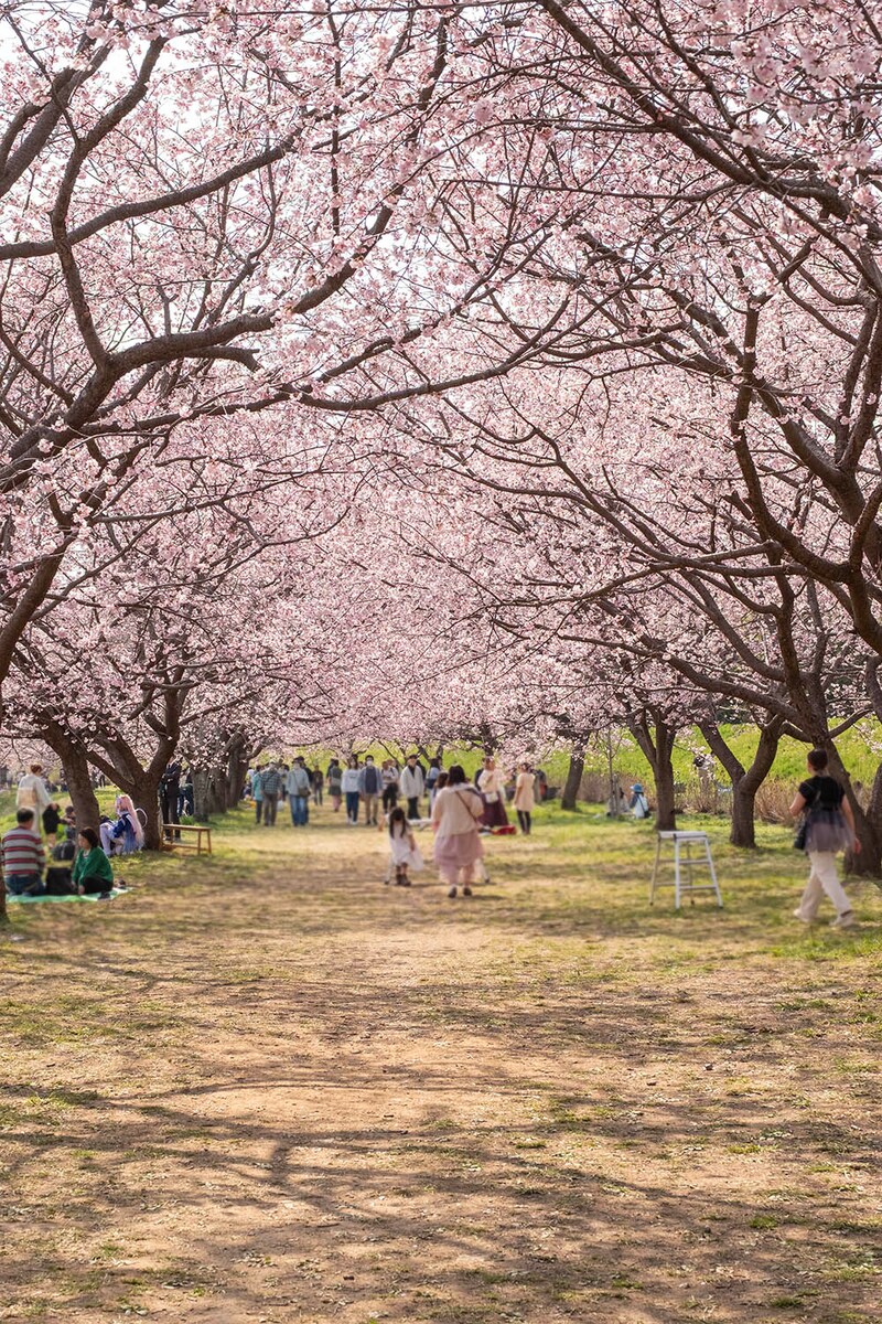 桜