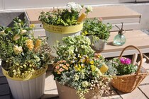 同じ苗なのに差が出る理由。花が“わんさか”咲く人の春の仕込み