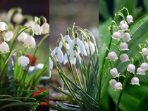 季節の花の3択クイズ！ 春一番に咲くスノードロップは次のうちどれ？【Let’s Try! 植物クイズ】Vol.38