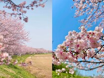 【満開間近！】ソメイヨシノより早く春を告げる桜「安行寒桜」　約1.2kmのピンクの桜並木、埼玉『北浅羽桜堤公園』