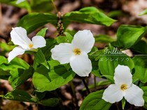 人気の山野草・エンレイソウ（延齢草）の育て方｜種類や育て方のコツ、毒性の注意点などを解説