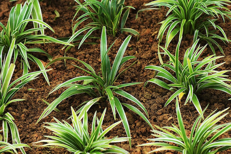 シャムオリヅルラン　Chlorophytum laxum ‘Bichetii’