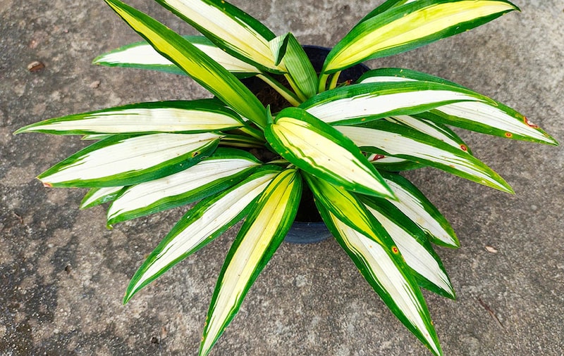 ヒロハオリヅルラン　Chlorophytum capense