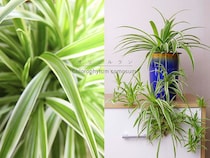 吊るして飾ると可愛さ倍増！ 子株が増えてお得な植物「オリヅルラン」の種類と育て方