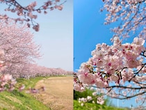 【満開間近！】ソメイヨシノより早く春を告げる桜「安行寒桜」　約1.2kmのピンクの桜並木、埼玉『北浅羽桜堤公園』