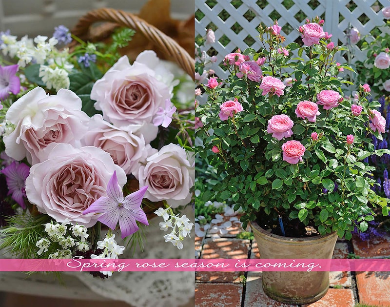 香りに癒やされるバラ8選｜春に迎えたい「新苗」とプロが教えるオーガニック栽培