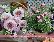 香りに癒やされるバラ8選｜春に迎えたい「新苗」とプロが教えるオーガニック栽培