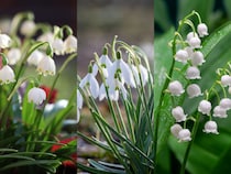 季節の花の3択クイズ！ 春一番に咲くスノードロップは次のうちどれ？【Let’s Try! 植物クイズ】Vol.38