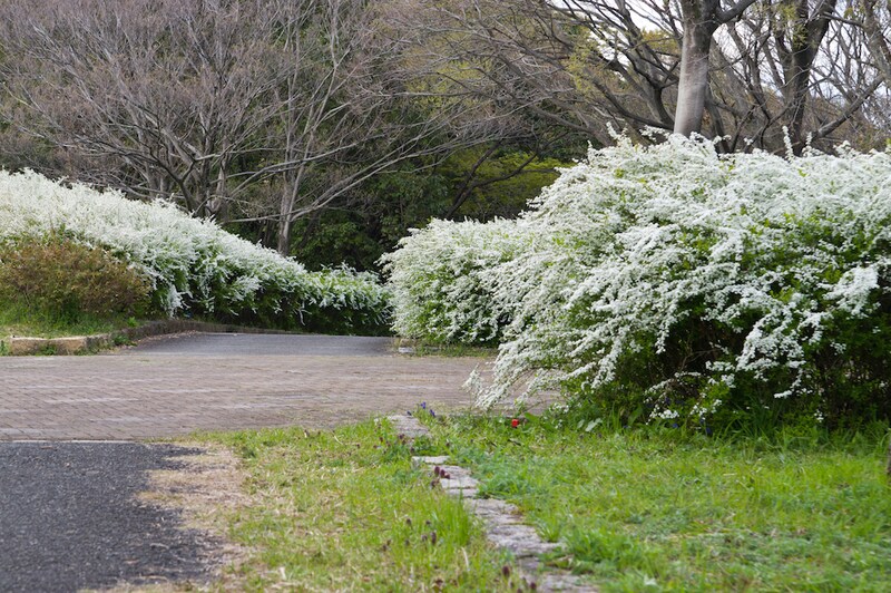 ユキヤナギ