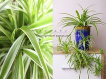 吊るして飾ると可愛さ倍増！ 子株が増えてお得な植物「オリヅルラン」の種類と育て方