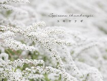 春の庭に無数の白花を！ 初心者でも失敗しない「ユキヤナギ」の育て方と剪定のコツ