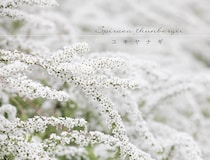 春の庭に無数の白花を！ 初心者でも失敗しない「ユキヤナギ」の育て方と剪定のコツ