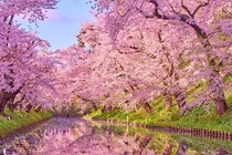 【二十四節気・春分】まもなく桜開花！ 一度は訪れたい春の絶景スポット25選