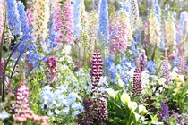 【2026年3月22日（日）スタート】花の都・福岡に、春があふれる。『Fukuoka Flower Show 2026』で出会う世界水準の庭と街歩き