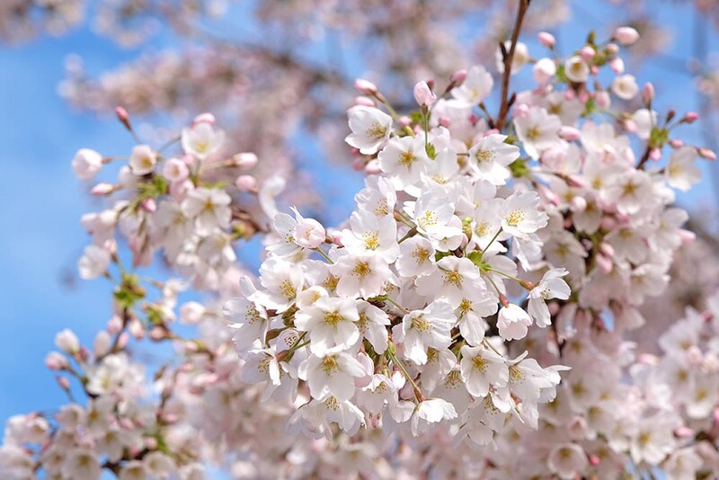 日本で最も多いサクラといえば、ソメイヨシノ。
Alex Manders/shutterstock.com