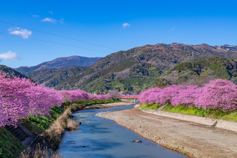 伊豆・河津町の河津川沿いに咲き誇る河津桜。
Princess_Anmitsu/Shutterstock.com