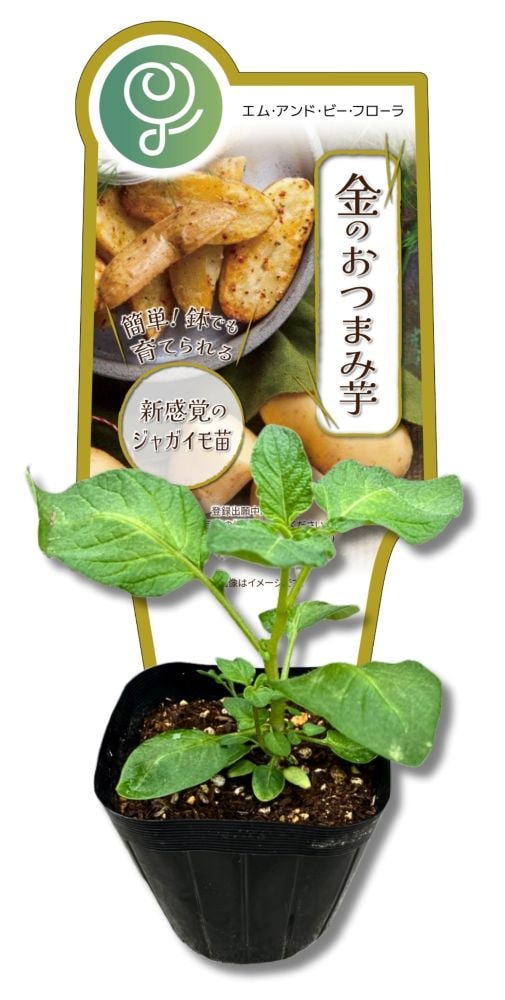 エム・アンド・ビー・フローラの「金のおつまみ芋」