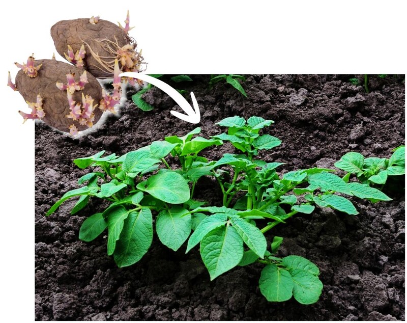 一般的なジャガイモ