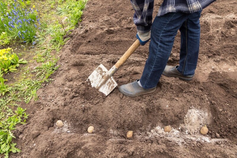 ジャガイモ栽培
