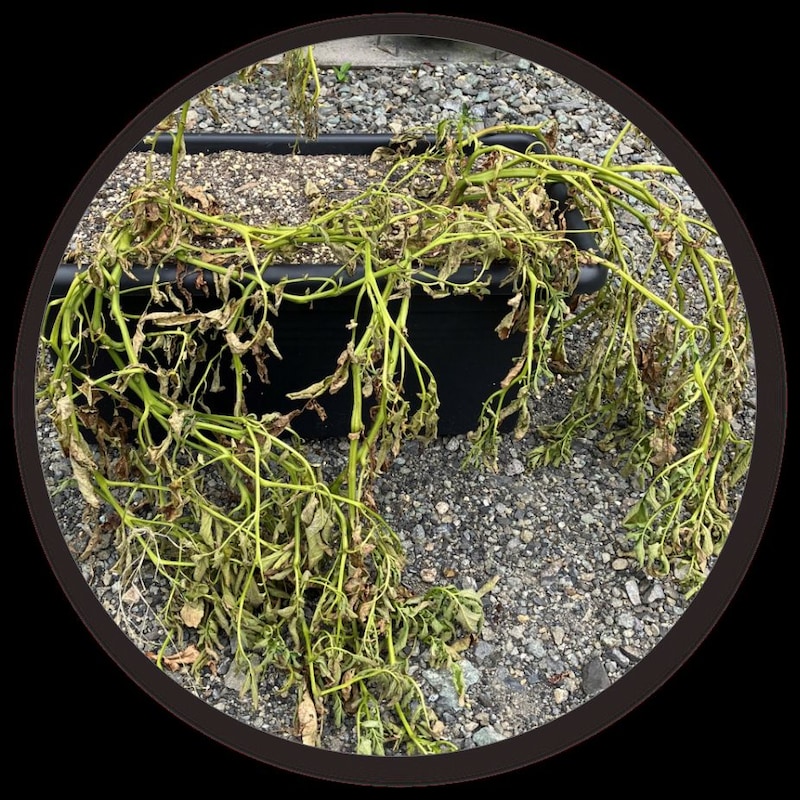 ジャガイモ栽培