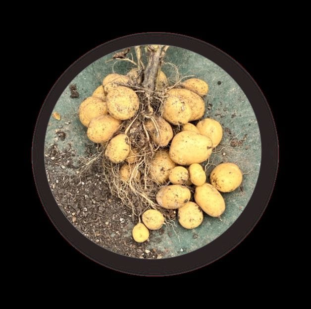 ジャガイモの収穫