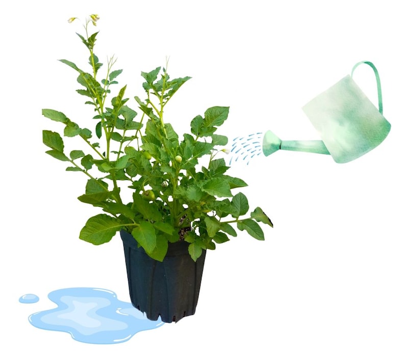 ジャガイモの水やり